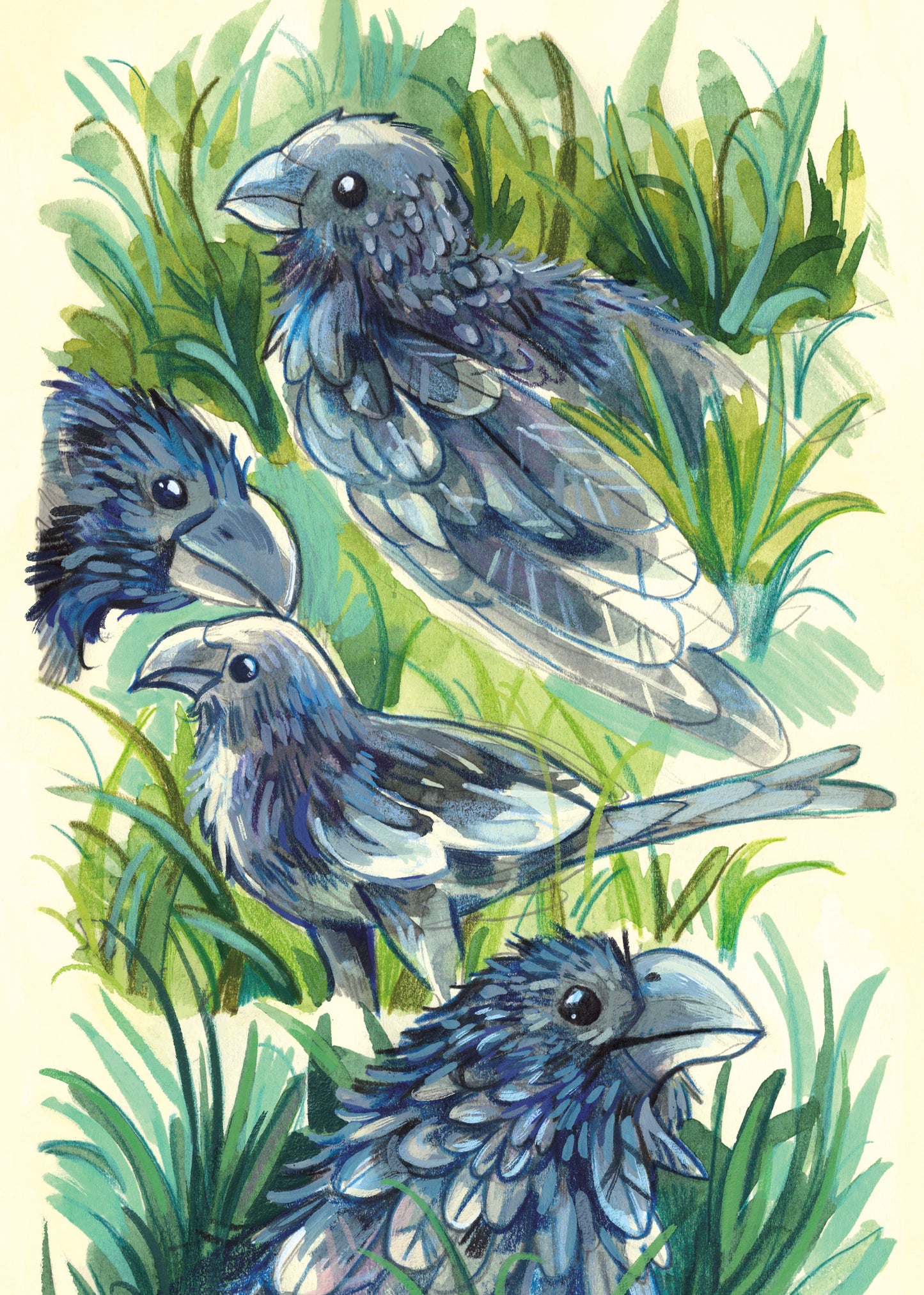 Smooth-Billed Anis - Sketchbook Print