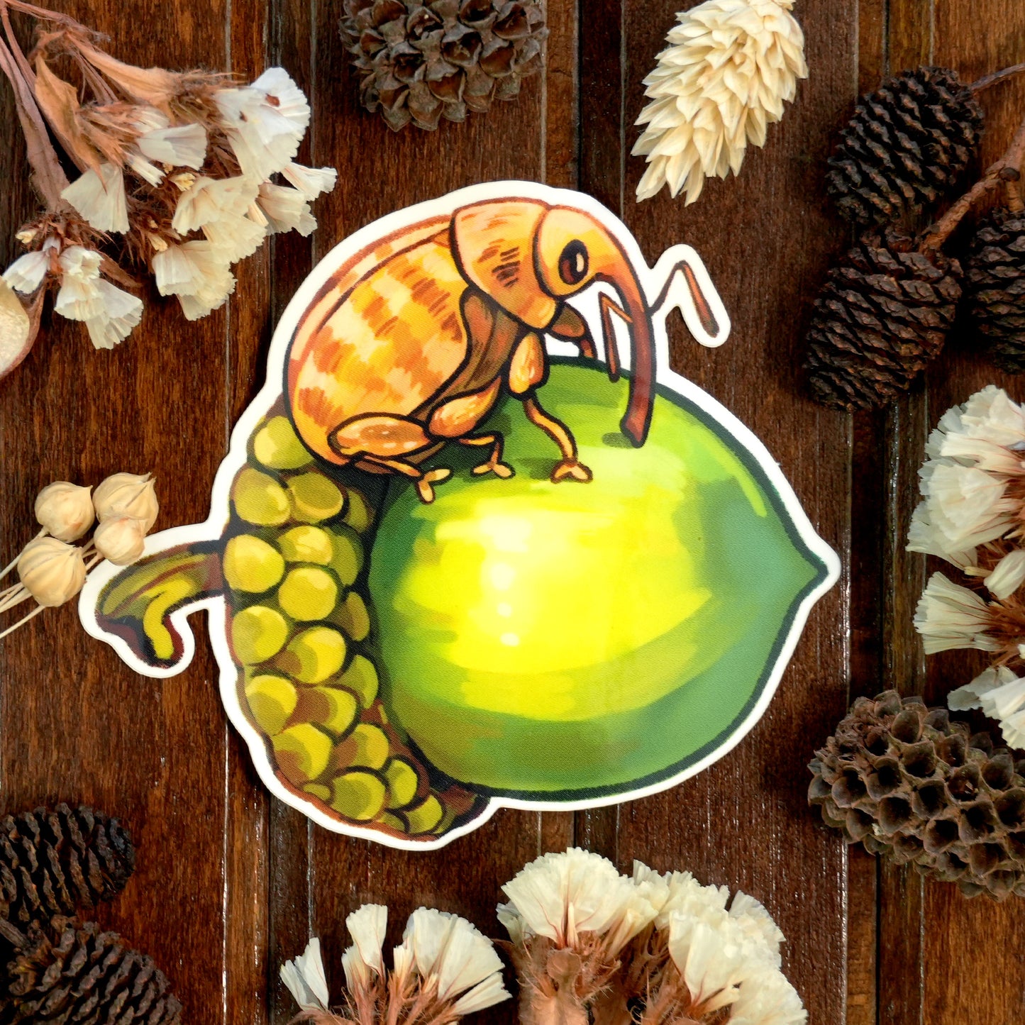 Acorn Weevil - Sticker
