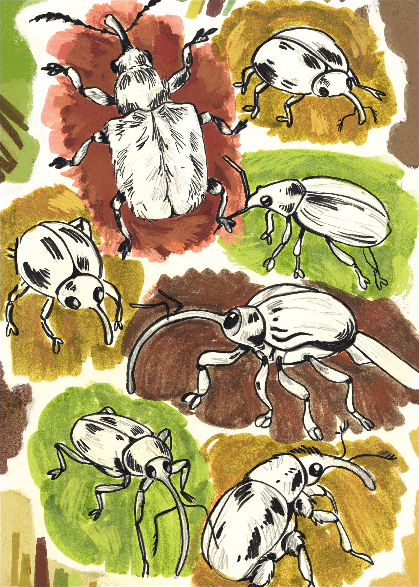 Weevils - Sketchbook Print