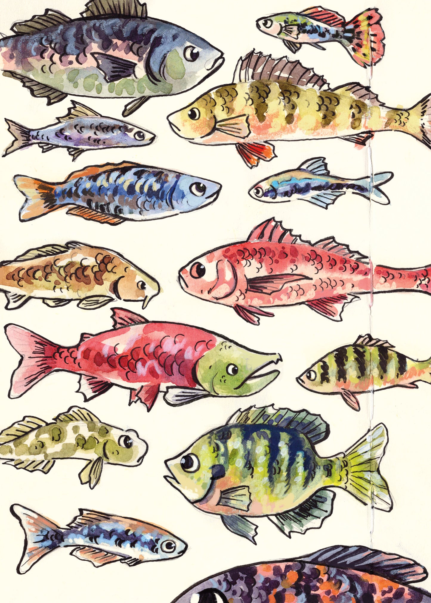 Fish Species - Sketchbook Print