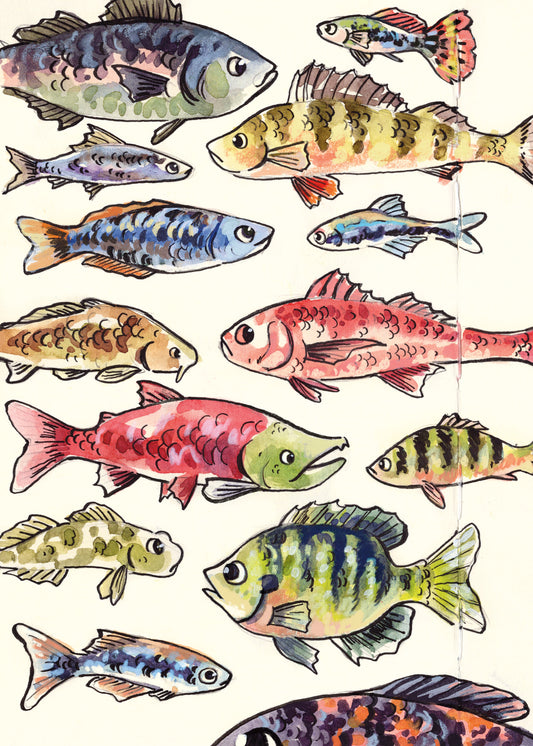 Fish Species - Sketchbook Print