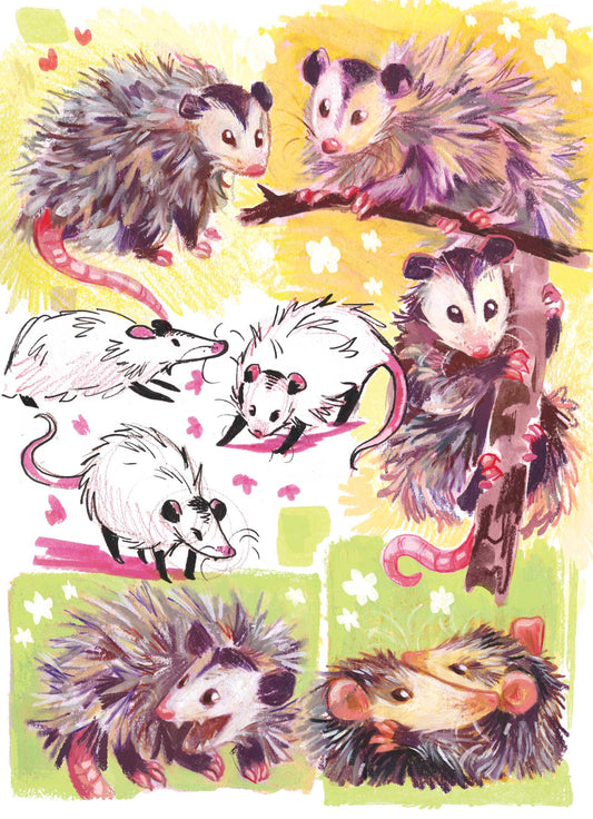 Opossum Sketches - 5" x 7" Print