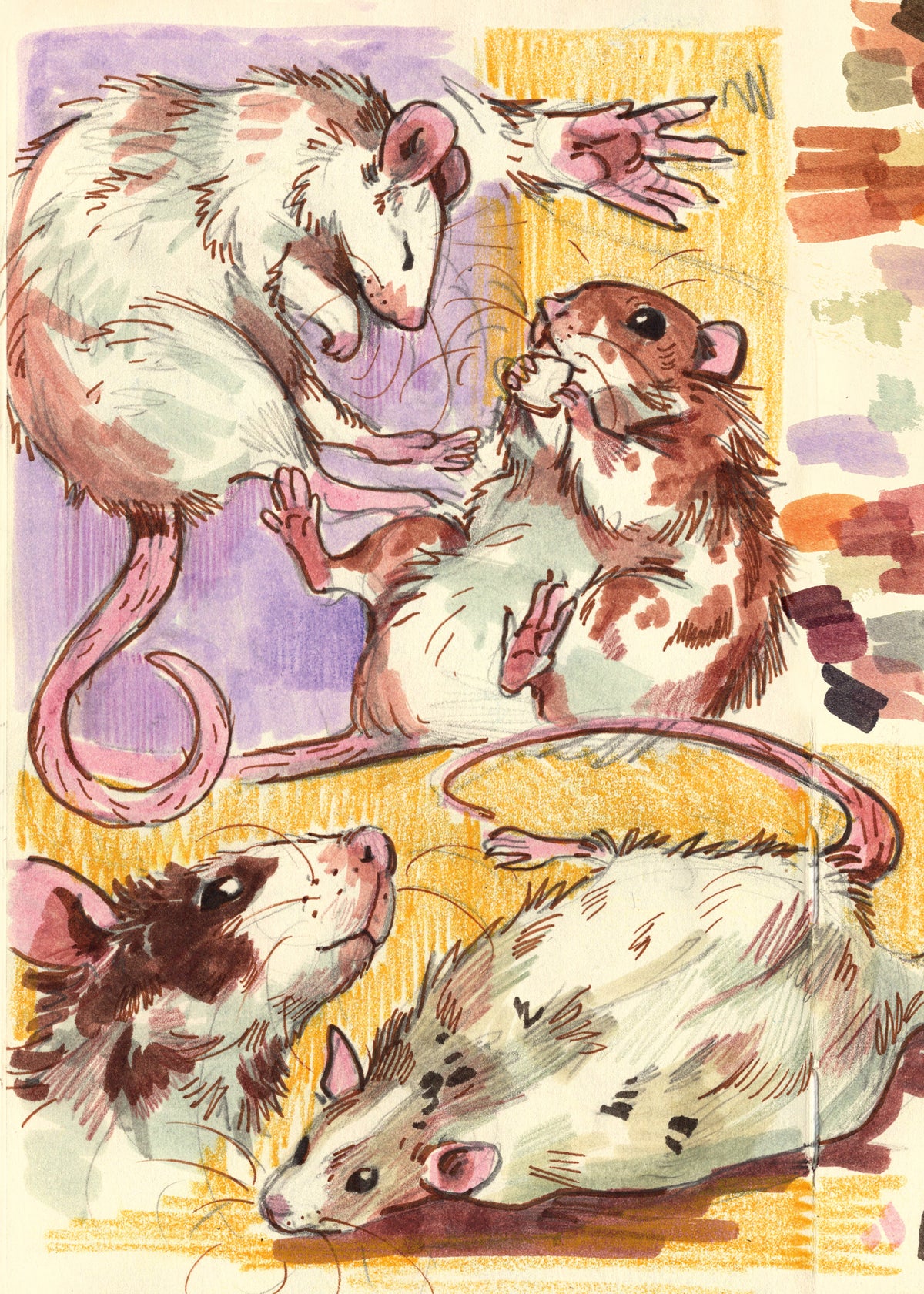 Fulffy Rats Silly Fluffy Rats - Sketchbook Print – JelArts