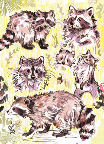 Raccoon Sketches - Print